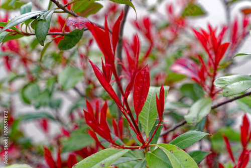 Close-up of red and green leaves of bush with defocus background on a cloudy spring day at Swiss City of Zürich. Photo taken March 27th, 2024, Zurich, Switzerland.