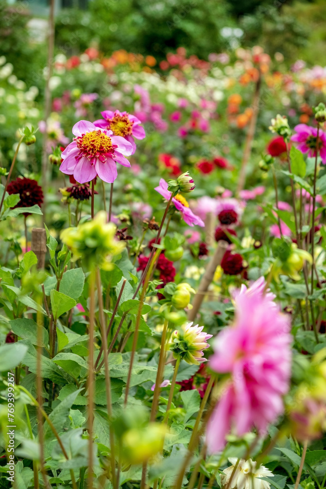 nice dahlias in the garden