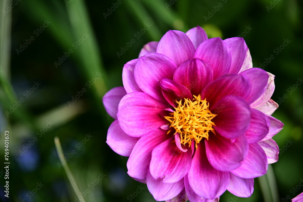 Obraz premium Pink dahlias burst into bloom, captivating all with their vibrant clusters and stunning beauty. A symbol of joy and delight, pink dahlias are a welcome addition to any garden or landscape.