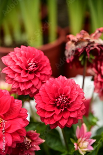 Red Dahlia pinnata, also known as Dahlia, originated from Mexico, serves as the national flower of Mexico, Zhangjiakou, and Seattle. With large, beautiful flowers and a wide range of colors.