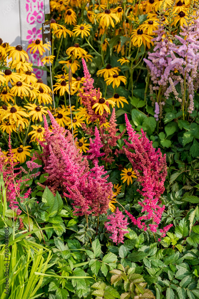 Obraz premium summer garden with nice flowers