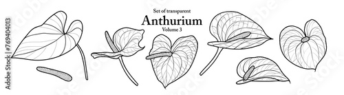 A series of isolated flower in cute hand drawn style. Anthurium in black outline and white plain on transparent background. Drawing of floral elements for coloring book or fragrance design. Volume 1.