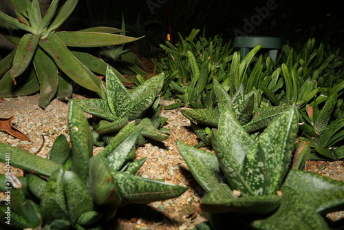 Gasteria nitida is a slow-growing, drought-tolerant succulent with rosettes of thick, lance-shaped leaves. The leaves are typically dark green and may have faint white spots or markings.  photo