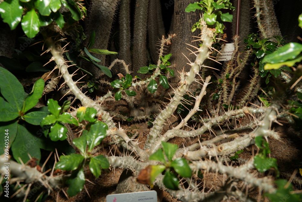 Pachypodium saundersii is a slow-growing succulent shrub with a thick, cylindrical trunk that can reach heights of up to 8 feet (2.4 meters) tall. |白马城