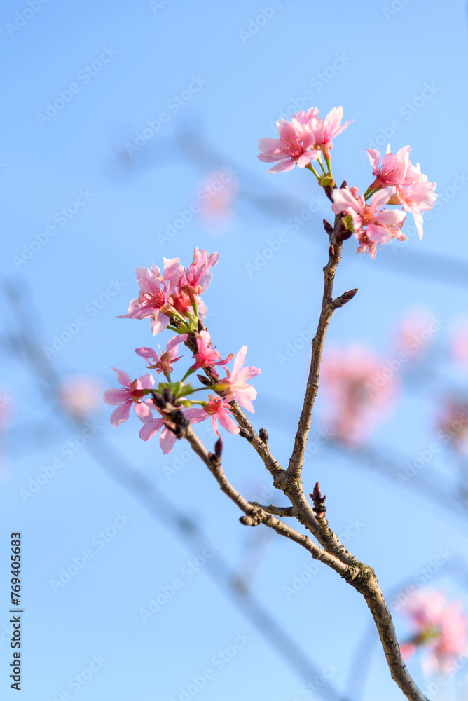 Pink cherry or sakura blossoms in spring. Ornamental plants. The flowers of trees in Prunus subgenus Cerasus. Pink cherry or sakura blossoms in spring. Ornamental plants. The flowers of trees in Prunus subgenus Cerasus.