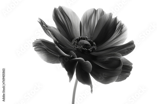 Black Flower Essence on Transparent Background