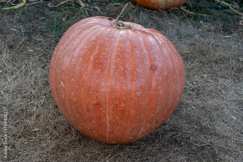 orange organic pumpkin at outdoor