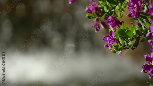 Polygala myrtifolia, the myrtle-leaf milkwort, is an evergreen tall South African shrub or tree, from Clanwilliam in Western Cape to KwaZulu-Natal. It belongs to the milkwort family of Polygalaceae. photo