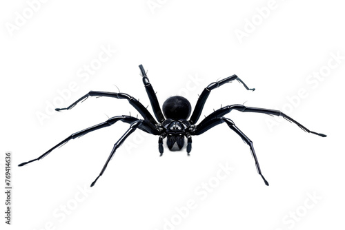 Stealthy Black Spider on Transparent Background