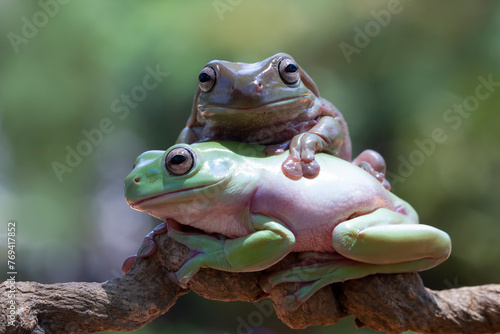 Dumpy frog  litoria caerulea  on branch  dumpy frog on branch  tree frog on branch  amphibian closeup