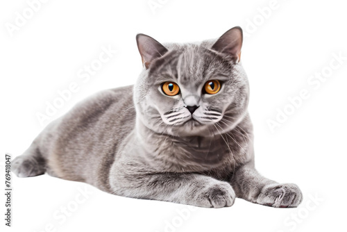 British Cat Majesty on Transparent Background