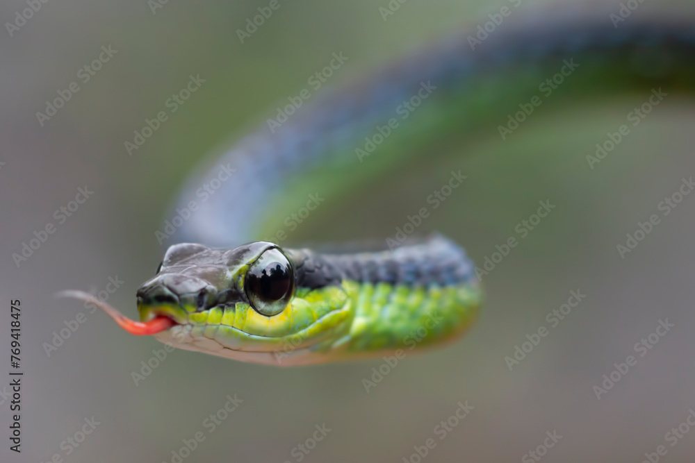 Closeup head Dendrelaphis formosus snake, Dendrelaphis formosus snake closeup on isolated background Closeup head Dendrelaphis formosus snake, Dendrelaphis formosus snake closeup on isolated background