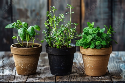Herbs in pots on a wooden base. © LUBKA