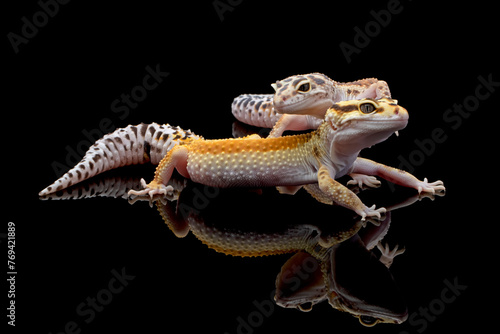 a pair of Eublepharis macularius red stripe closeup on isolated background,  leopard gecko "eublepharis macularius" on isolated background
