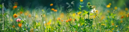A vibrant field filled with lush green grass and blooming orange flowers under the bright sun, background, wallpaper, banner, spring or summer mood photo