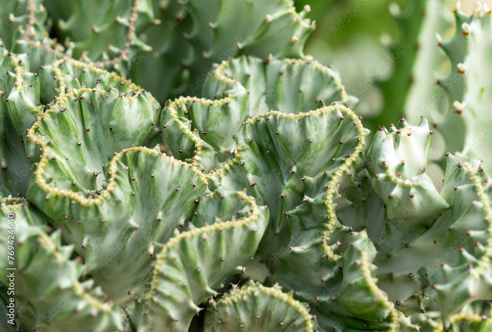 Close-up of Euphorbia Lactea, a green succulent plant with small spines in natural light. Ornamental plants for decorating in the garden. Close-up of Euphorbia Lactea, a green succulent plant with small spines in natural light. Ornamental plants for decorating in the garden.