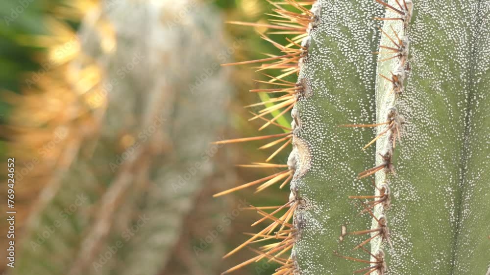Astrophytum ornatum, also called bishop's cap Astrophytum ornatum, also called bishop's cap