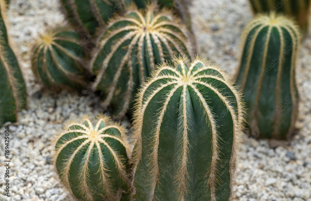 Close-up of Parodia cactus (Eriocactus), a succulent plant with a green stem, round-shaped, spike, and wool on top. The ornamental and desert plants for the rock garden. Close-up of Parodia cactus (Eriocactus), a succulent plant with a green stem, round-shaped, spike, and wool on top. The ornamental and desert plants for the rock garden.