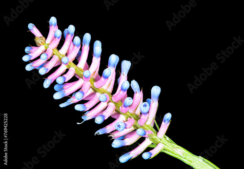 Matchstick bromeliad, Aechmea gamosepala, close-up, macro