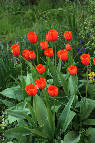 Bright red Tulip flowers in bloom in the garden on springtime. Tulipa plants in the flowerbed