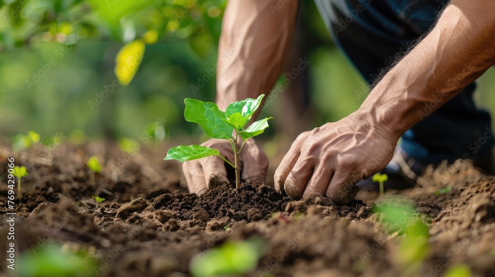 Hand carefully planting a young seedling in fertile soil,symbolizing the concept of investing in a sustainable future The seedling represents new growth and development