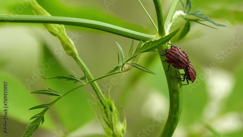 Graphosoma lineatum is shield bug in family Pentatomidae. Body is almost round, with large shield. Basic color of upperside of body is red or orange yellow, with wide black longitudinal stripes. photo
