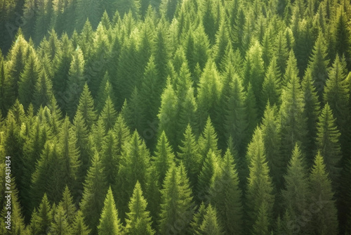 Healthy green trees in a forest of old spruce, fir and pine
