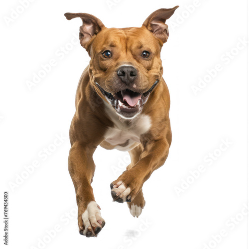 American Staffordshire Terrier running on transparency background PNG 