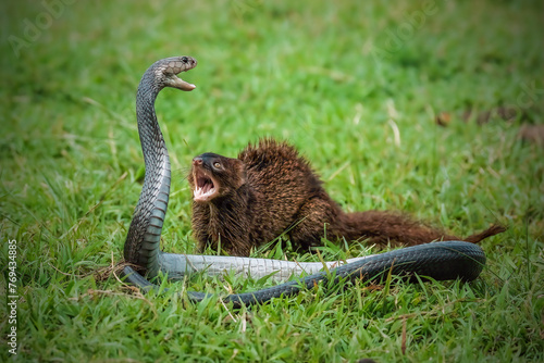 Javan Mongoose fighting with Javanese cobra on the green grass photo
