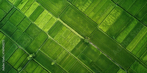 Aerial photos of summer rice paddies, neat and uniform, green 