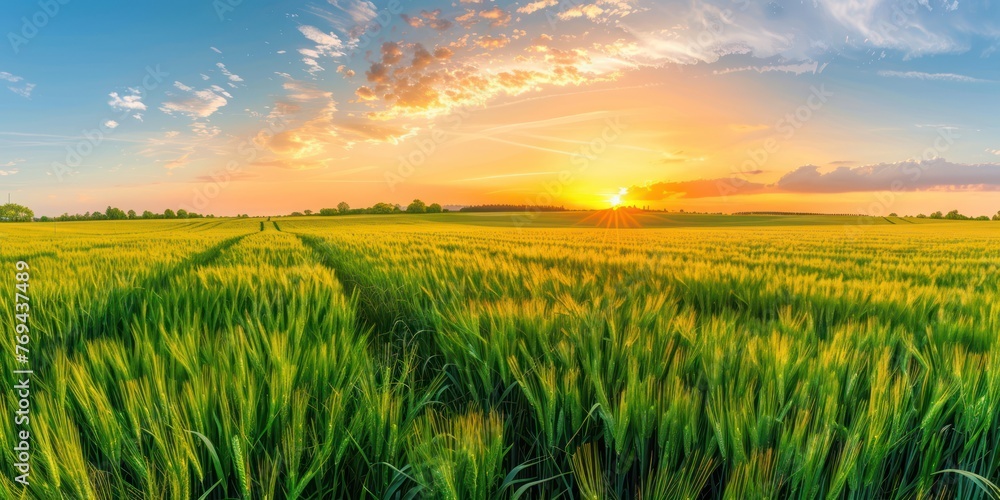 green field of young wheat sunset 