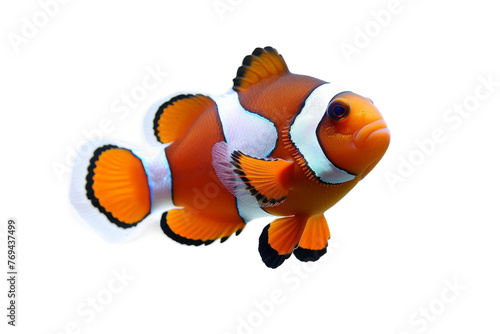 Fishy Delights Below on Transparent Background