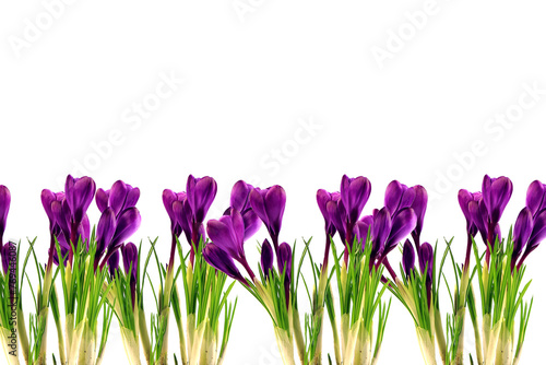 Crocus flowers in a pot with soil. On a white isolated background. Spring flower, purple, flower garden. Rose. Geocinth. irises.birthday. Valentine's Day. March 8. Holiday concept. Place for text photo