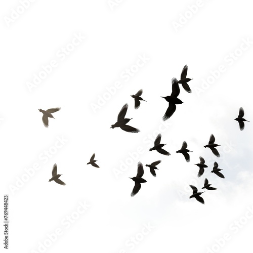 birds in flight © Faisal