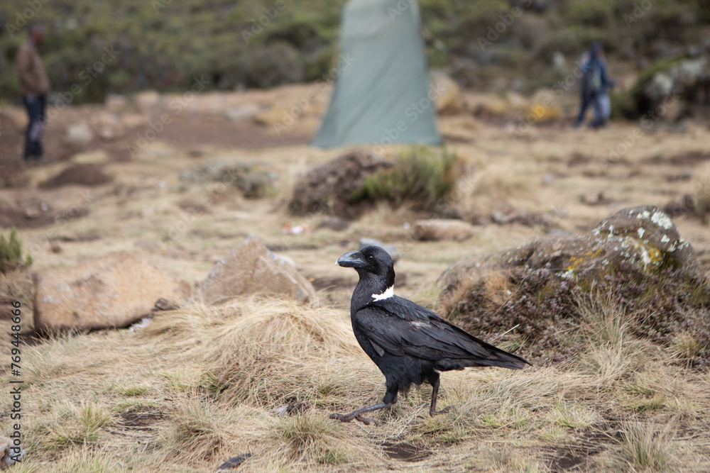 Fototapeta premium A white necked raven walking through a camp site on Mount Kilimanjaro.