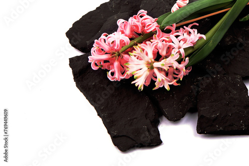 Hyacinth flowers in a pot with soil. On a white isolated background. Spring flower, purple, flower garden. Rose. Geocinth. irises.birthday. Valentine's Day. March 8. Holiday concept. Place for text photo