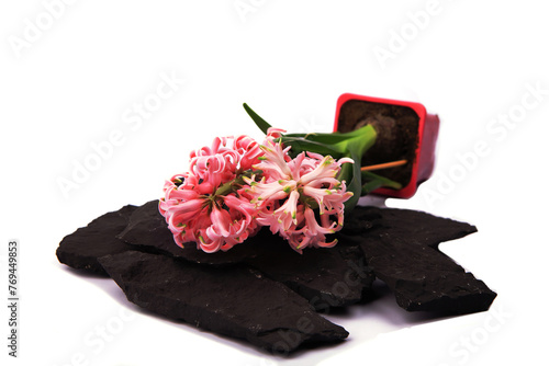 Hyacinth flowers in a pot with soil. On a white isolated background. Spring flower, purple, flower garden. Rose. Geocinth. irises.birthday. Valentine's Day. March 8. Holiday concept. Place for text photo