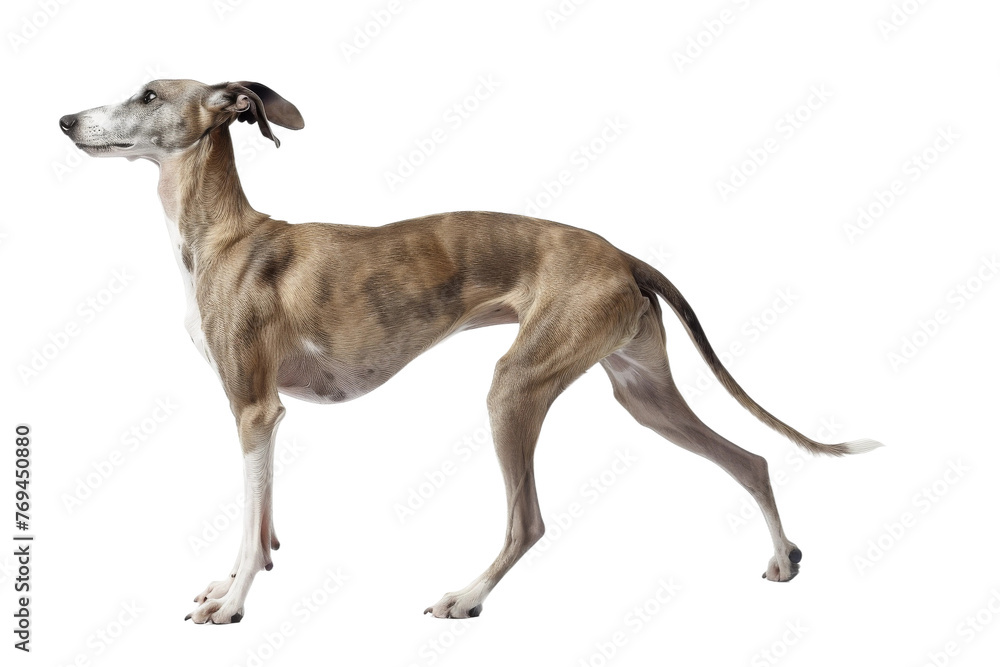 Greyhound Dog Chronicles on Transparent Background