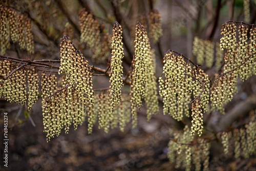 The bell shaped hanging flowers of Stachyurus Rubriflorus (Magpie Stachyurus) in spring photo