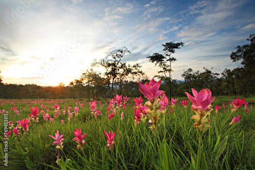Dok krachiao blooming or Siam-Tulip festival in Thung Bua Sawan (Sai Thong National Park) Chaiyaphum, Thailand 