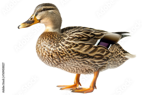Squeaky Duck on Transparent Background