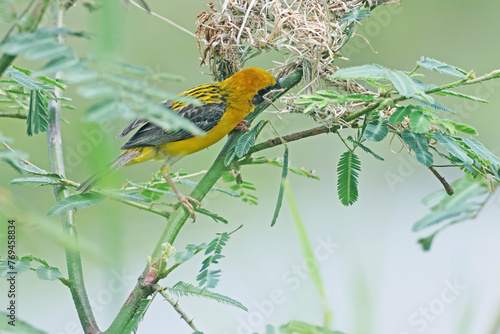 Asian Golden Weaver built the nest © Sarin