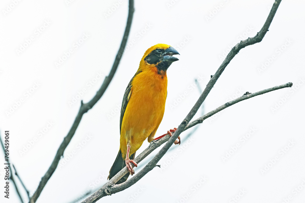 Naklejka premium Asian Golden Weaver on a branch