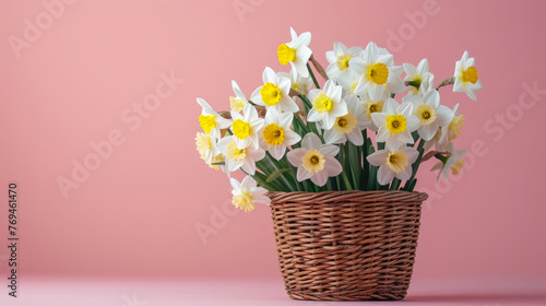 Springtime Splendor: Daffodil Bouquet in Wicker Basket © Andrii 