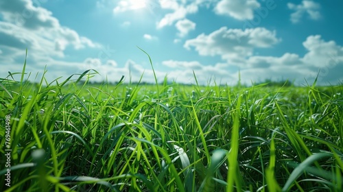 Natural landscape with a vast expanse of lush verdant grass stretching out under a clear azure sky The scene exudes a sense of serenity and peacefulnes