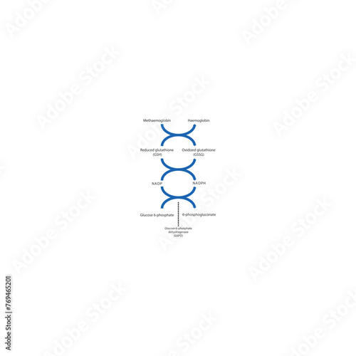 Diagram showing the role of G6PD enzyme in NADPH production. Physiological biochemical process illlustration. photo