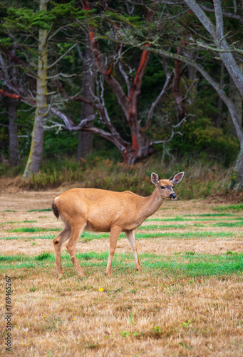 A Deer Doe at Fort Casey State Park on Whidbey Island  in Island County  Washington state