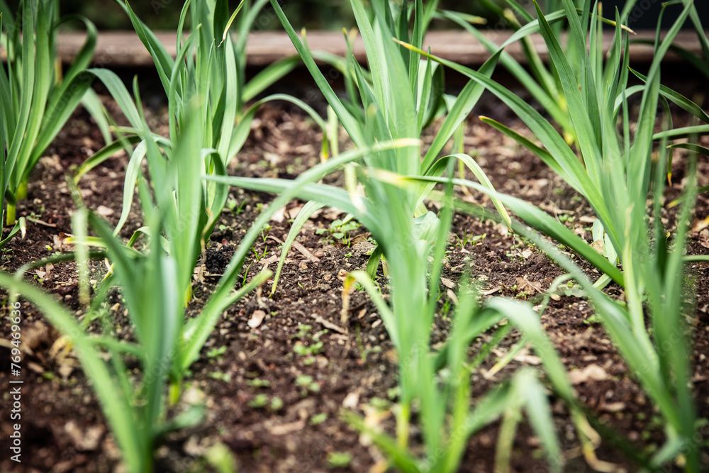 Obraz premium resh organic garlic growing in a raised bed in the garden