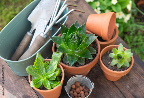 succulent potted and gardening equipment on wooden table in a garden with flo...