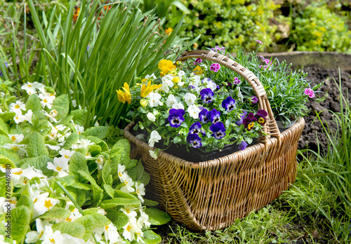 wicker basket filled with pretty flowers possé in the grass in a garden next ...